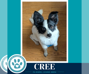 Papillon-Unknown Mix Dogs for adoption in Kimberton, PA, USA