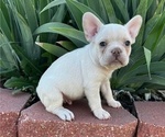 Small Photo #11 French Bulldog Puppy For Sale in COLORADO SPRINGS, CO, USA