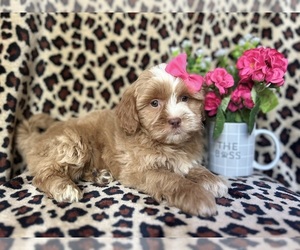ShihPoo Puppy for sale in LAKELAND, FL, USA