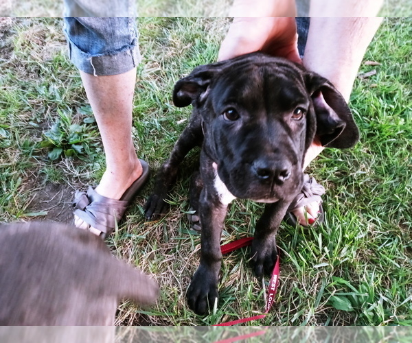 Medium Photo #5 Cane Corso Puppy For Sale in SPRINGFIELD, MO, USA