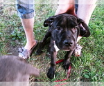 Small Photo #5 Cane Corso Puppy For Sale in SPRINGFIELD, MO, USA