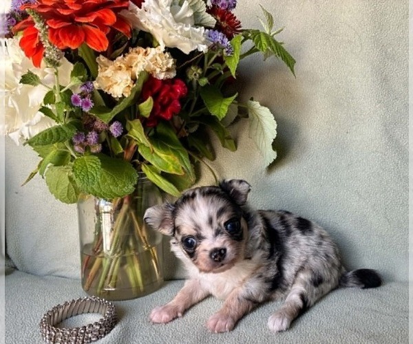 Medium Photo #3 Chihuahua Puppy For Sale in NEWVILLE, PA, USA