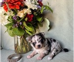 Small #2 Chihuahua