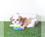 Small #3 Shih Tzu