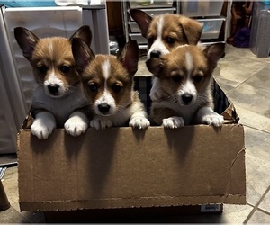 Pembroke Welsh Corgi Puppy for sale in CARTHAGE, NY, USA