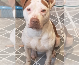Mother of the American Pit Bull Terrier puppies born on 06/20/2025