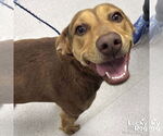 Small #2 Retriever  Mix