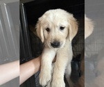 Puppy Black Golden Retriever