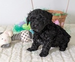 Puppy Tyson Poodle (Miniature)
