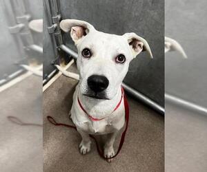 American Staffordshire Terrier-Unknown Mix Dogs for adoption in HESPERIA, CA, USA