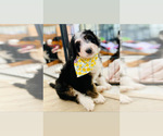 Small Photo #21 Bernedoodle Puppy For Sale in FLEMING ISLAND, FL, USA