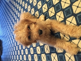 Goldendoodle Puppy for sale in NANUET, NY, USA