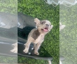 Small Photo #4 French Bulldog Puppy For Sale in CORONA DEL MAR, CA, USA