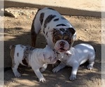 Small English Bulldog