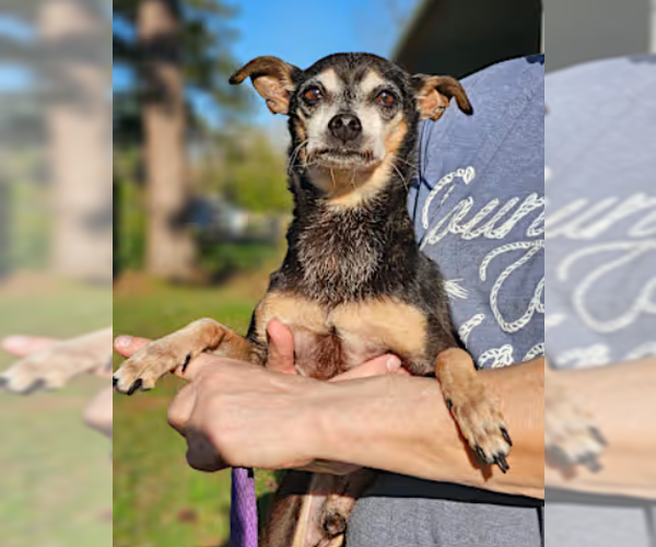 Medium Photo #3 Miniature Pinscher-Unknown Mix Puppy For Sale in Cranston, RI, USA
