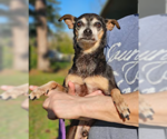Small #2 Miniature Pinscher Mix