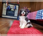 Small Photo #2 Poodle (Toy) Puppy For Sale in COLORADO SPRINGS, CO, USA