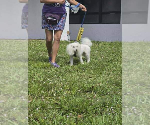 Medium Photo #7 Bichon Frise Puppy For Sale in Plantation, FL, USA