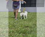 Small Photo #7 Bichon Frise Puppy For Sale in Plantation, FL, USA