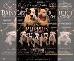 Mother of the American Bully puppies born on 04/17/2026