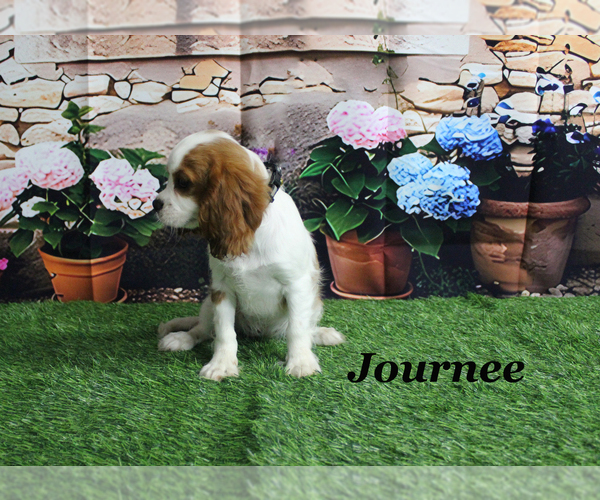 Medium Photo #21 Cavalier King Charles Spaniel Puppy For Sale in CHANUTE, KS, USA
