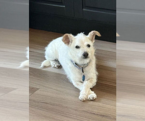 Medium Photo #5 Mutt Puppy For Sale in Arlington, VA, USA