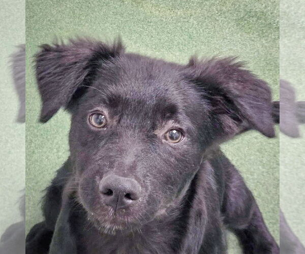 Medium Photo #3 Australian Shepherd-Unknown Mix Puppy For Sale in Huntley, IL, USA