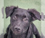 Small #2 Australian Shepherd Mix