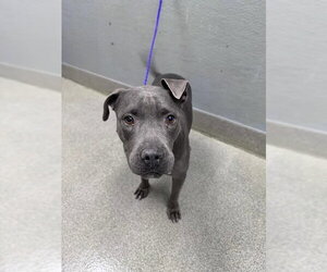 Mutt Dogs for adoption in Las Vegas, NV, USA