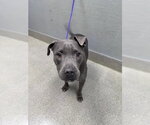 Small Mutt