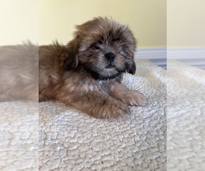 Shih Tzu Puppy for sale in WINGATE, NC, USA