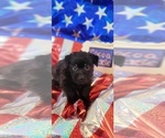 Small #4 Yorkshire Terrier