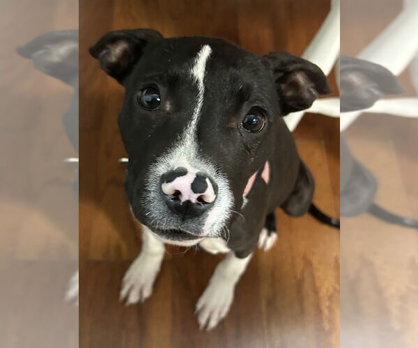 Medium Photo #4 Mutt Puppy For Sale in Mundelein, IL, USA