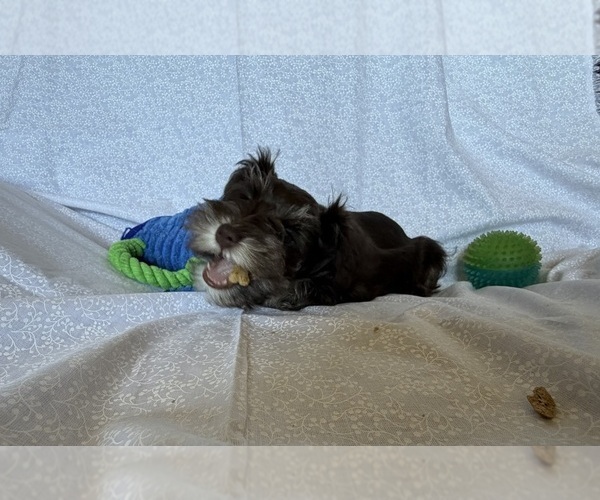 Medium Photo #9 Schnauzer (Miniature) Puppy For Sale in KNOX CITY, MO, USA