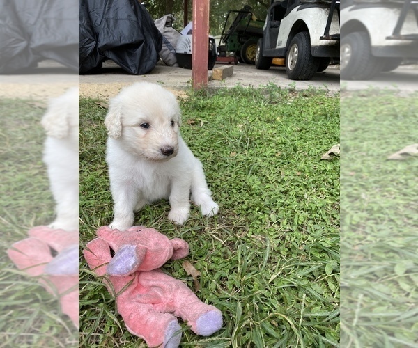 Medium Photo #5 Great Pyrenees-Pyredoodle Mix Puppy For Sale in NEWBERRY, FL, USA