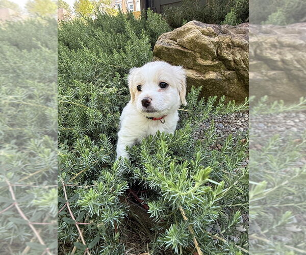 Medium Photo #2 Shih Tzu-Unknown Mix Puppy For Sale in Raleigh, NC, USA