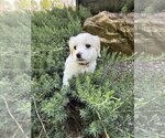 Small #1 Shih Tzu Mix