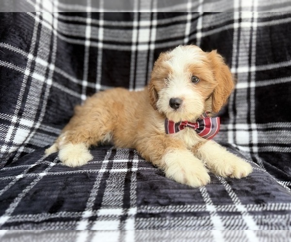 Medium Photo #3 Cavapoo (Miniature) Puppy For Sale in LAKELAND, FL, USA