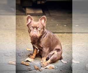 Father of the French Bulldog puppies born on 12/07/2024