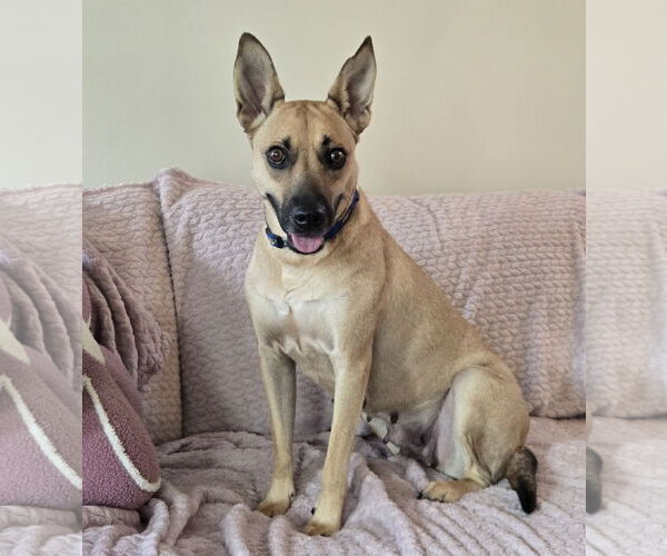 Medium Photo #3 Feist Terrier-Unknown Mix Puppy For Sale in Brooklyn Center, MN, USA