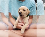 Small Photo #11 Labrador Retriever Puppy For Sale in CORDELE, GA, USA