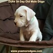 Small Photo #98 Dogo Argentino Puppy For Sale in JANE, MO, USA