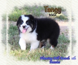Miniature Australian Shepherd Puppy for sale in FORESTBURG, TX, USA