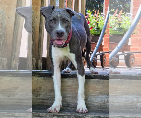 Medium Photo #3 American Pit Bull Terrier-Unknown Mix Puppy For Sale in Germantown, OH, USA