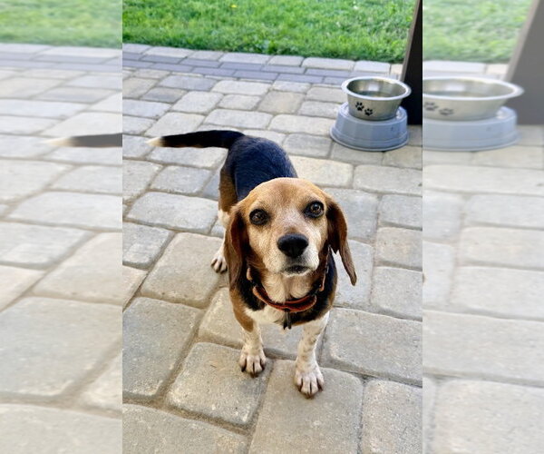 Medium Photo #1 Beagle-Unknown Mix Puppy For Sale in Arlington, VA, USA