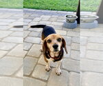 Small Beagle Mix