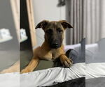Small #1 German Shepherd Dog Mix