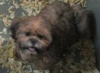 Small Photo #5 Shih Tzu Puppy For Sale in CARROLLTON, GA, USA