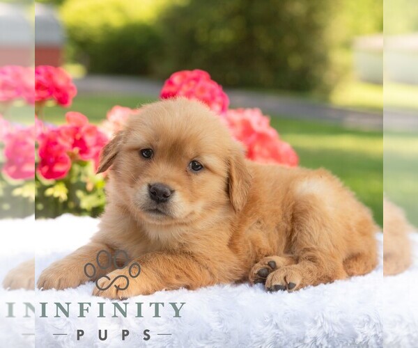 Medium Photo #5 Golden Retriever Puppy For Sale in NEWPORT, PA, USA