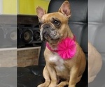 Small Photo #1 French Bulldog Puppy For Sale in DAYTON, OH, USA